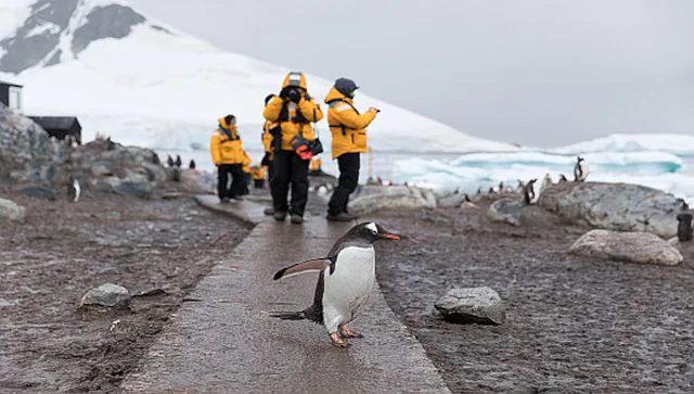 Antarctic tourism is back and booming: Is it harmful to the ecosystem of ice?